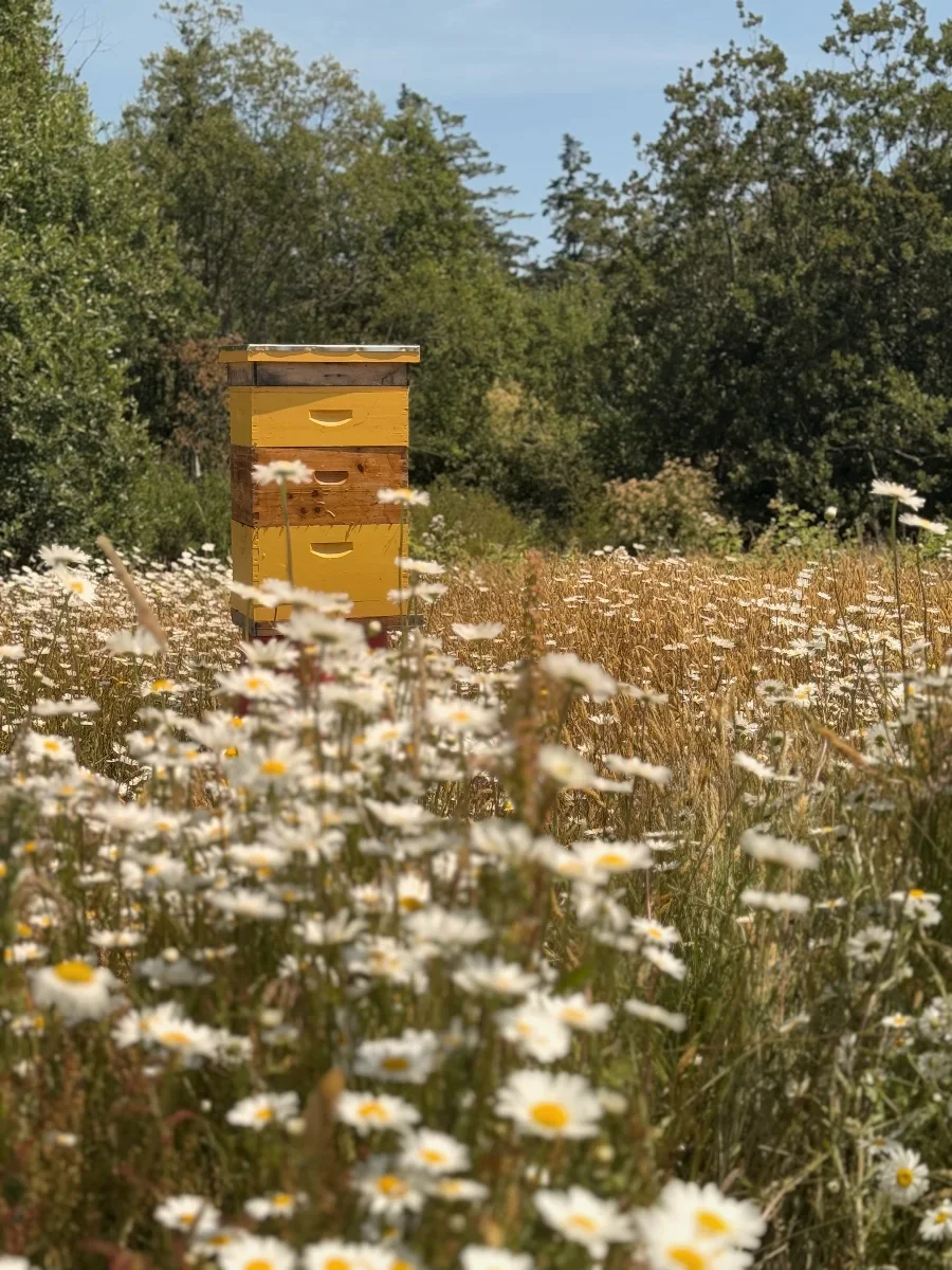 Madrona Bee Co. honey in golden evening light